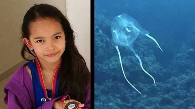 Una medusa-vespa uccide una bimba italiana in vacanza nelle Filippine