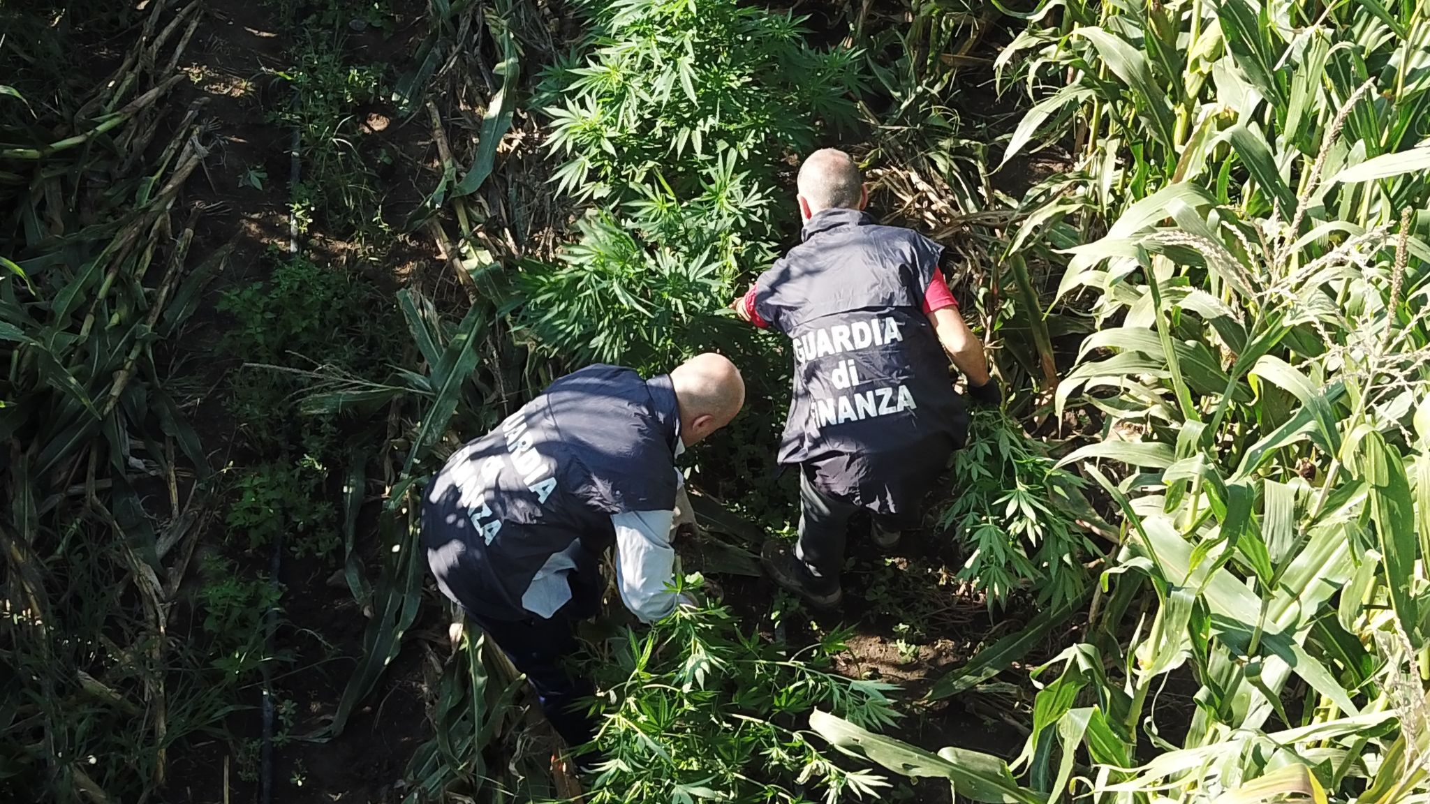 Piantagione di marijuana sequestrata nel Casertano: due denunciati