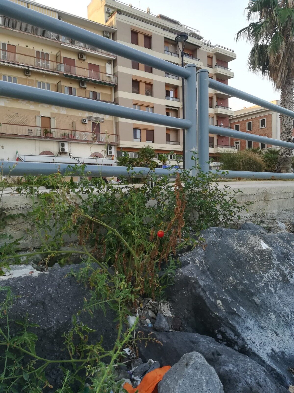 Il Sarno questa volta ha portato le piante di pomodoro sulla spiaggia di Castellammare