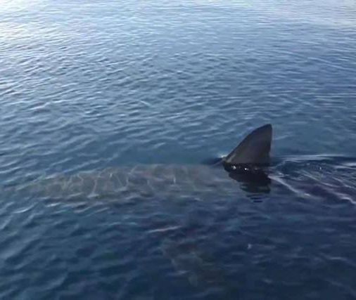 Due squali avvistati a Sciacca: panico tra i bagnanti in Sicilia