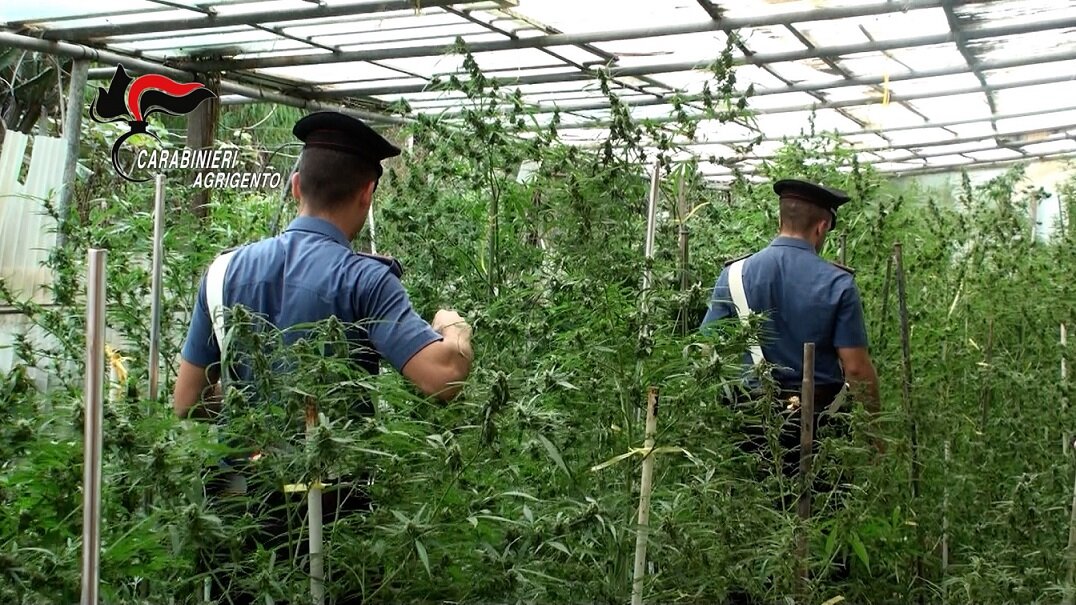 Mille chili di marijuana piantati tra ulivi e fichi d’india: arrestata coppia di agricoltori