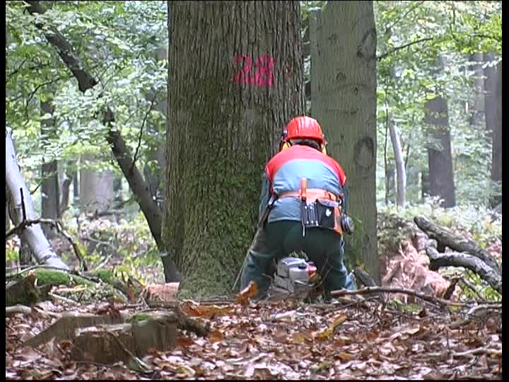 Operaio muore battendo la testa mentre taglia la legna nel Salernitano