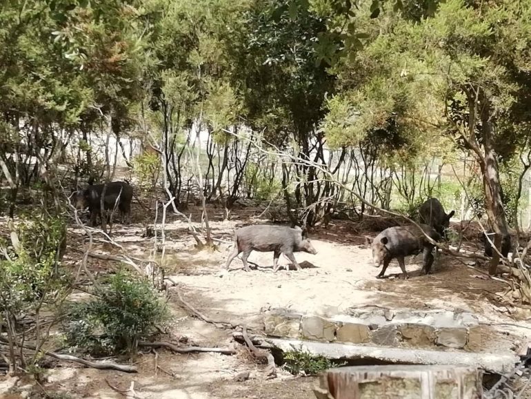 Trovati cinghiali morti di peste suina nel Vallo di Diano