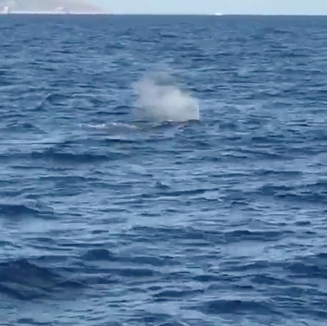 Balenottere in mare tra Capri e Ischia. IL VIDEO VIRALE SUL WEB