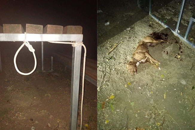 Choc a Castellammare: trovato cane impiccato e accoltellato nei boschi