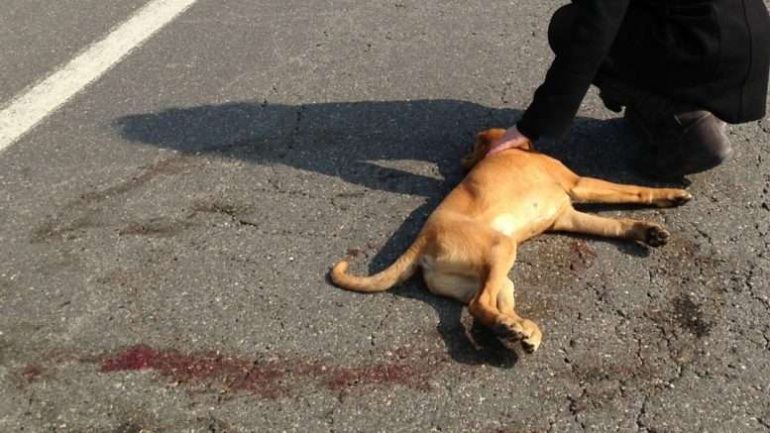 Investono e uccidono il suo cane, spara a salve dal balcone contro l’automobilista: fermato