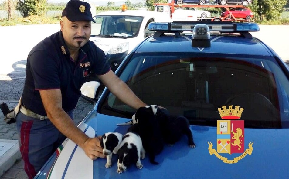 La polizia stradale salva sette cuccioli di cane sulla statale 7 bis