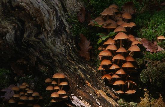 Con le piogge si prospetta un’annata record per i funghi nei boschi italiani
