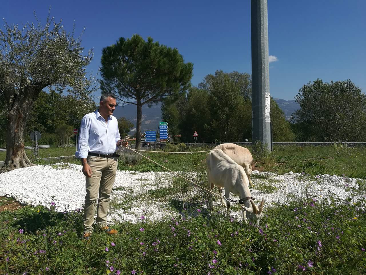 I cittadini protestano e il sindaco porta le capre a pulire l’erba sulla rotonda