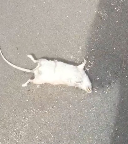 Castellammare, decine di topi morti sulla battigia del lungomare: cittadini indignati. IL VIDEO