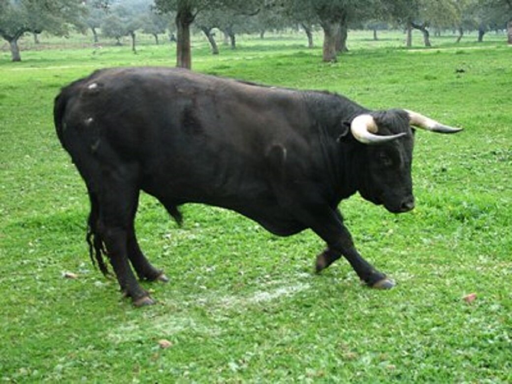 Incornato ripetutamente dal suo toro muore agricoltore