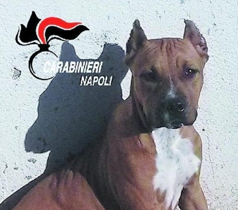 Sant’Antimo, scoperto canile lager con 9 pitbull: due denunciati