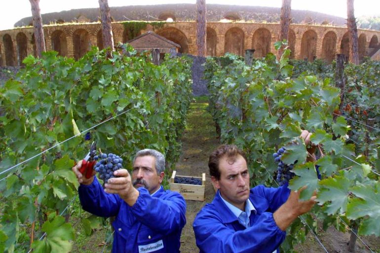 Diciannovesima edizione della vendemmia a Pompei. Giovedì 25 ottobre in piazza Anfiteatro