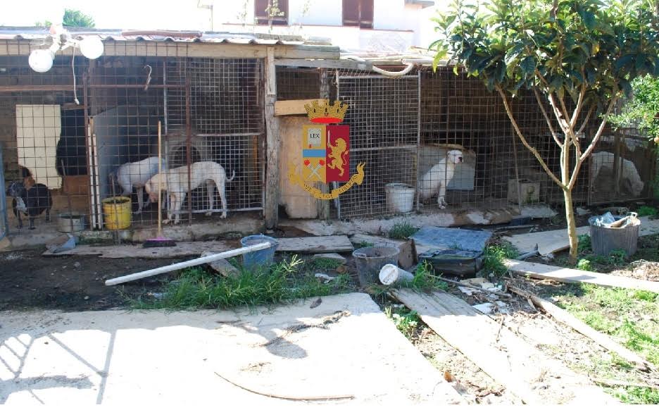 Pozzuoli, canile abusivo con 18 cani in box fatiscenti: denunciata 40enne