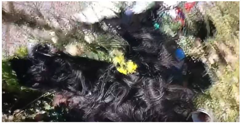 ‘Cani scuoiati vivi nel Casertano’, la denuncia dei Verdi