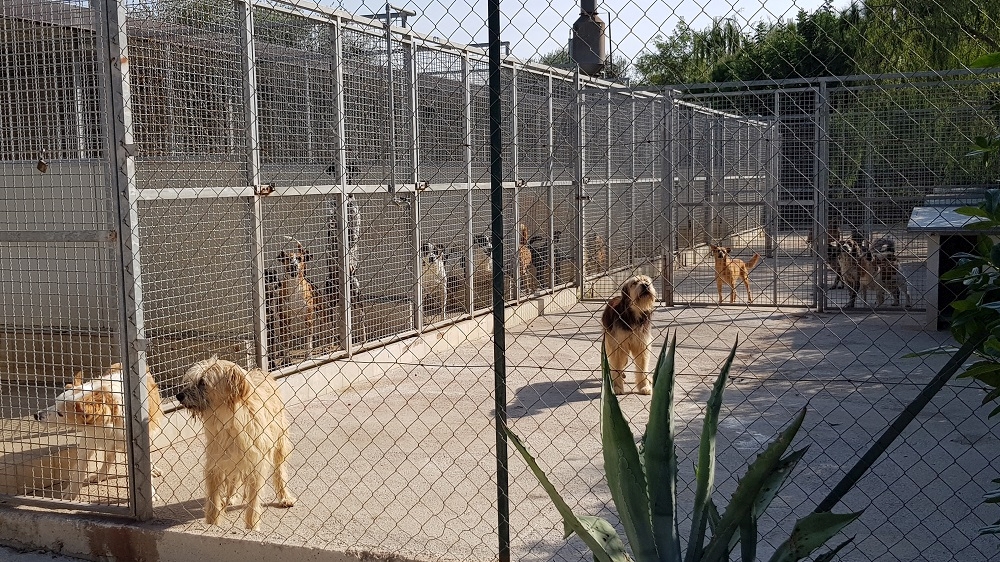 Emergenza Canile Santa Lucia di Cellole – donate 10 tonnellate di alimenti per i 700 cani della struttura