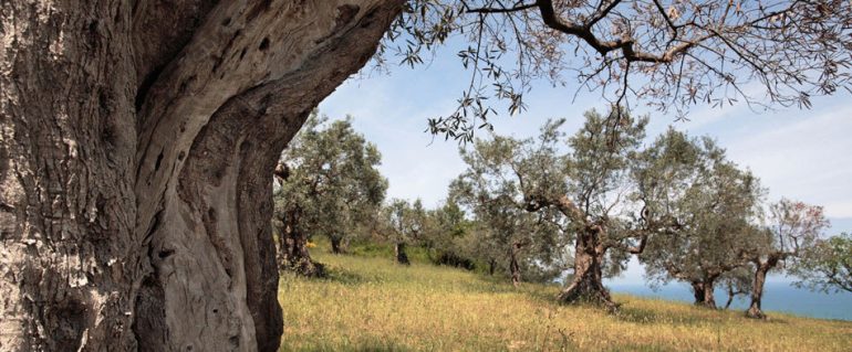 Il paesaggio dell’olio in Campania: 7 itinerari fra olivi secolari e limoneti, frantoi e giardini affacciati sul mare