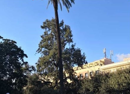 Caserta, una grossa palma sta per cadere per il forte vento da giovedì: chiusa Piazza Vanvitelli