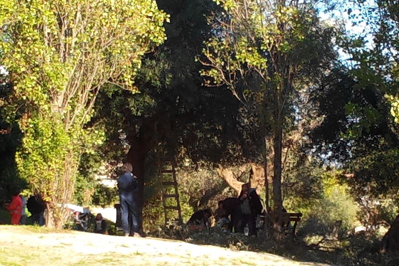 Cade dall’albero raccogliendo le olive: 80enne perde la vita