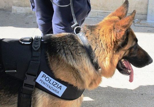 Cani antidroga scoprono panetti hashish nel carcere di Carinola