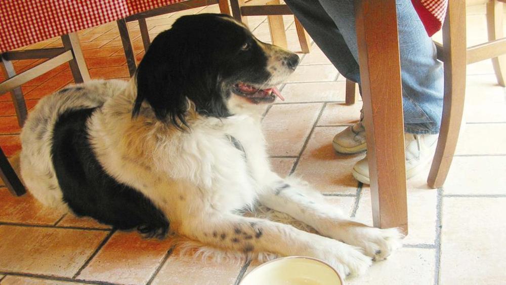 Il cane al ristorante paga 2 due euro di ‘coperto’