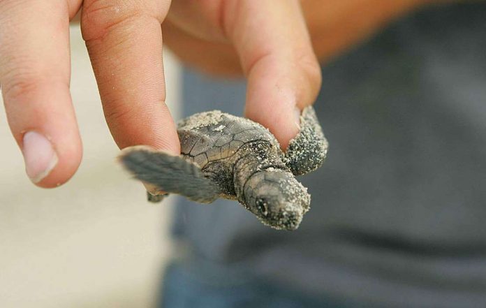 ‘Nate libere’: la campagna Enpa per le tartarughe diventa un docufilm