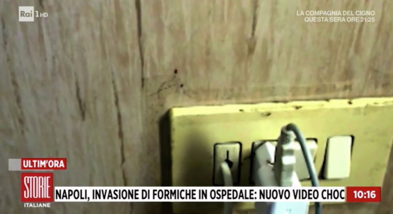 Napoli, la Rai mette in onda un nuovo video con formiche al San Giovanni Bosco