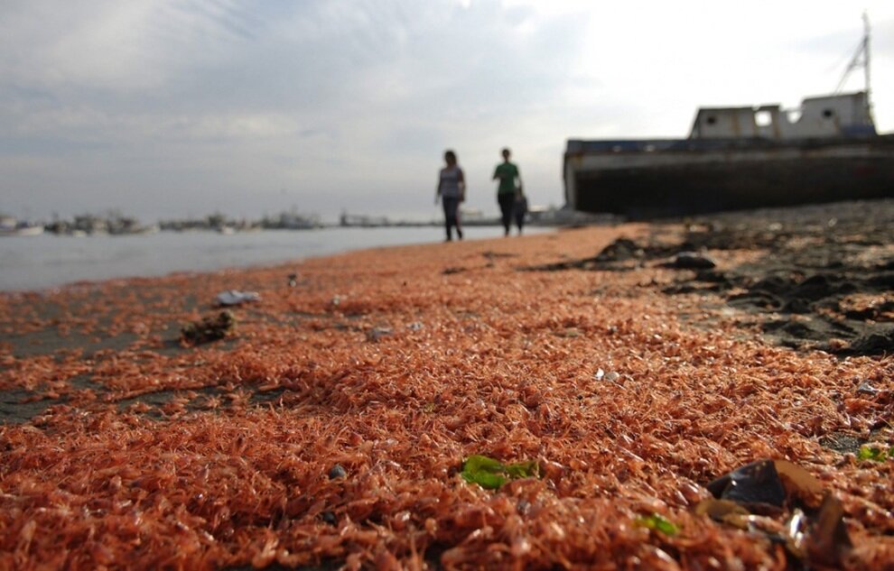 Ischia, migliaia di gamberetti sulla spiaggia di Lacco Ameno: ‘Vietato mangiarli’