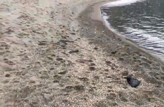 Gamberetti spiaggiati ad Ischia, all’origine forse una mareggiata