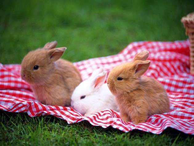 Animali da compagnia, tutti pazzi per i conigli