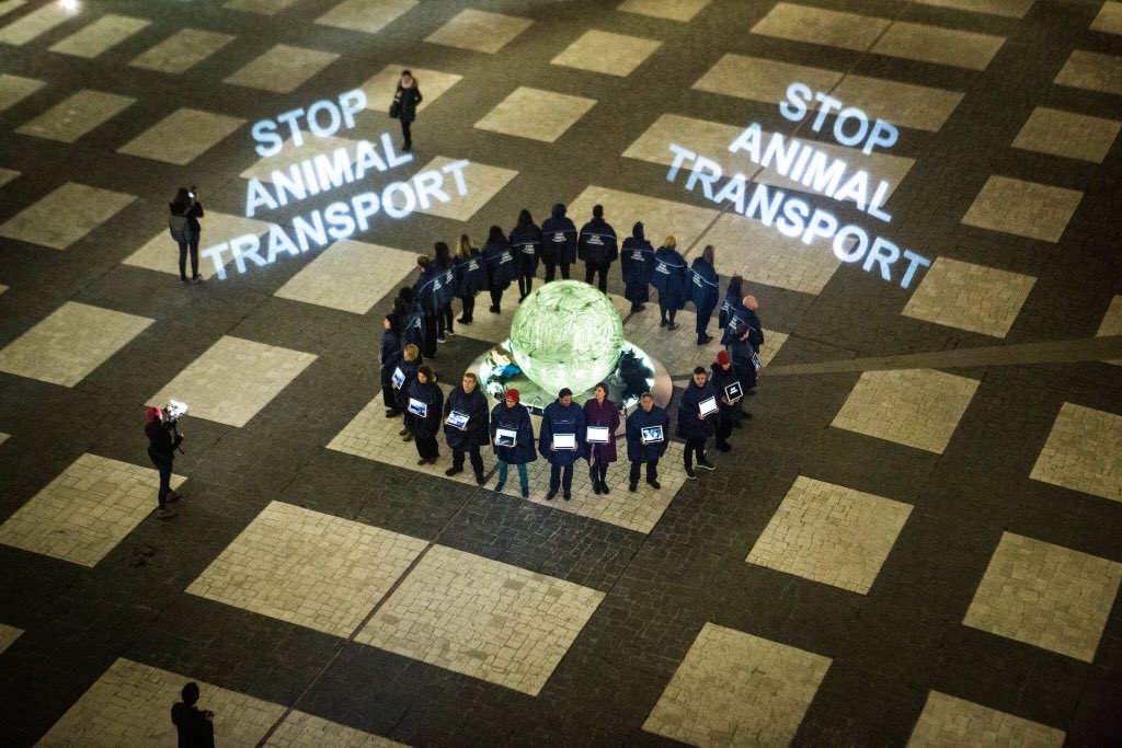 Il Parlamento Europeo vota il divieto del trasporto di animali al di fuori dell’U.E.