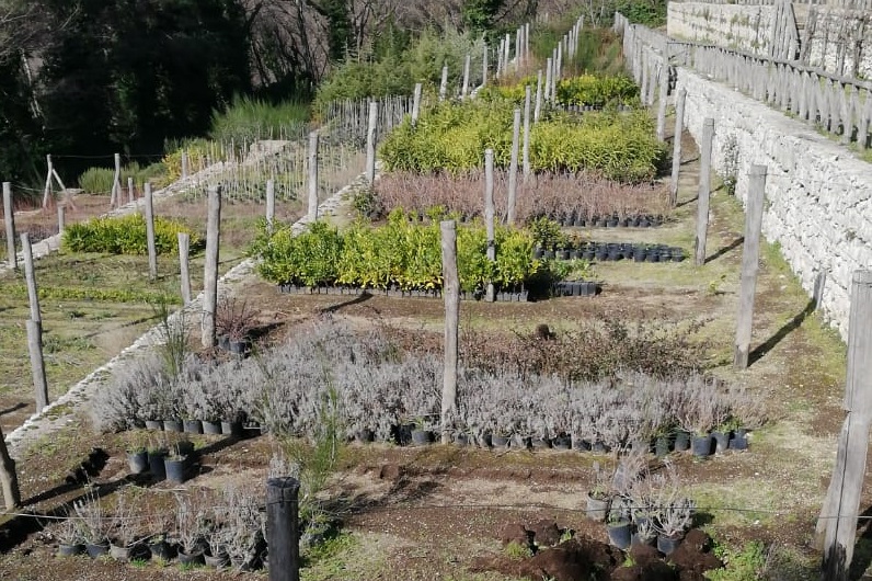 Mugnano, l’ Amministrazione Sarnataro presenta la Festa dell’Albero, domani piantati 420 arbusti nei giardini del I Circolo e del liceo Segrè