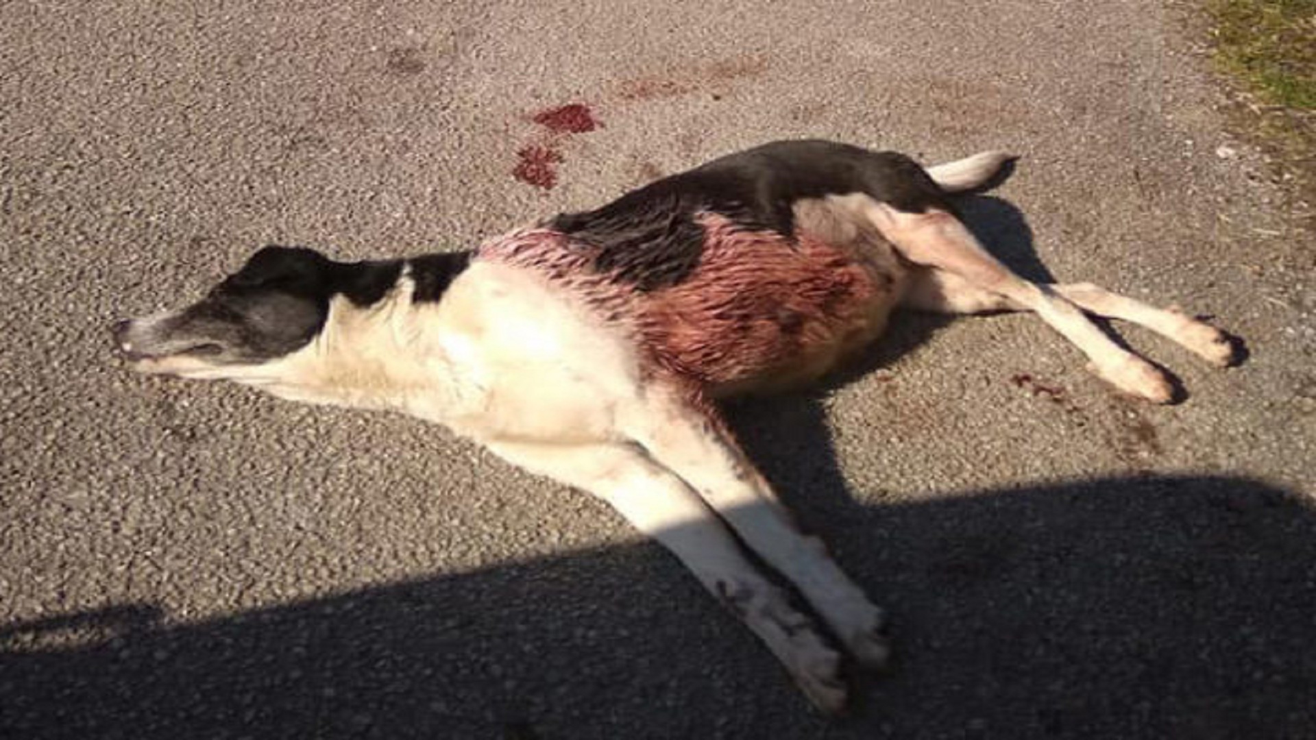 Fucilata contro cane incinta di 8 cuccioli, i volontari dell’Opia: ‘Denunciate questo pazzo che sparato’