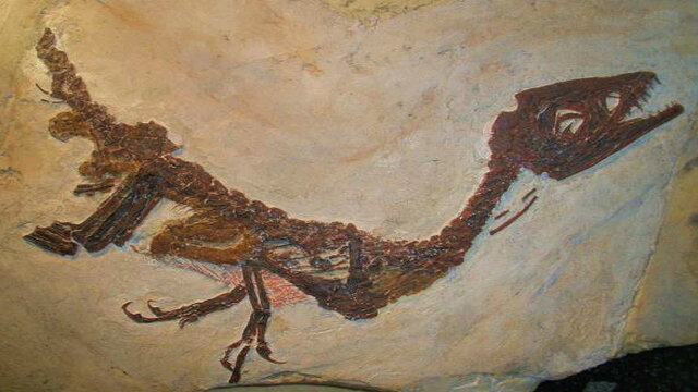 Il baby dinosauro Ciro potrebbe avere dei fratelli