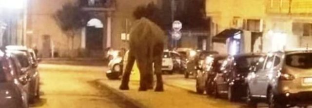 Passeggiata con elefante fuori dal circo, il sindaco di San Giorgio lo segnala ai vigili