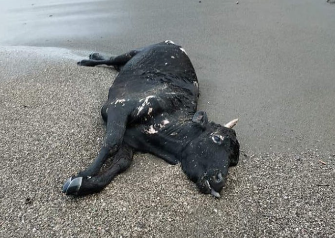 Castellammare, ritrovata carcassa di mucca sulla spiaggia
