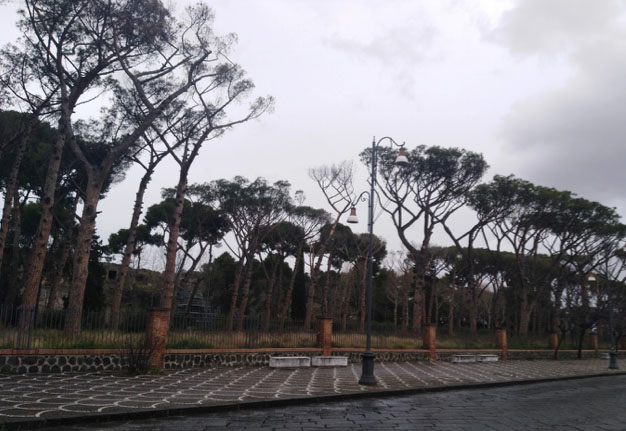 Scavi di Pompei: la pineta demaniale diventa “spennacchia”. Occorre un urgente intervento di disinfestazione