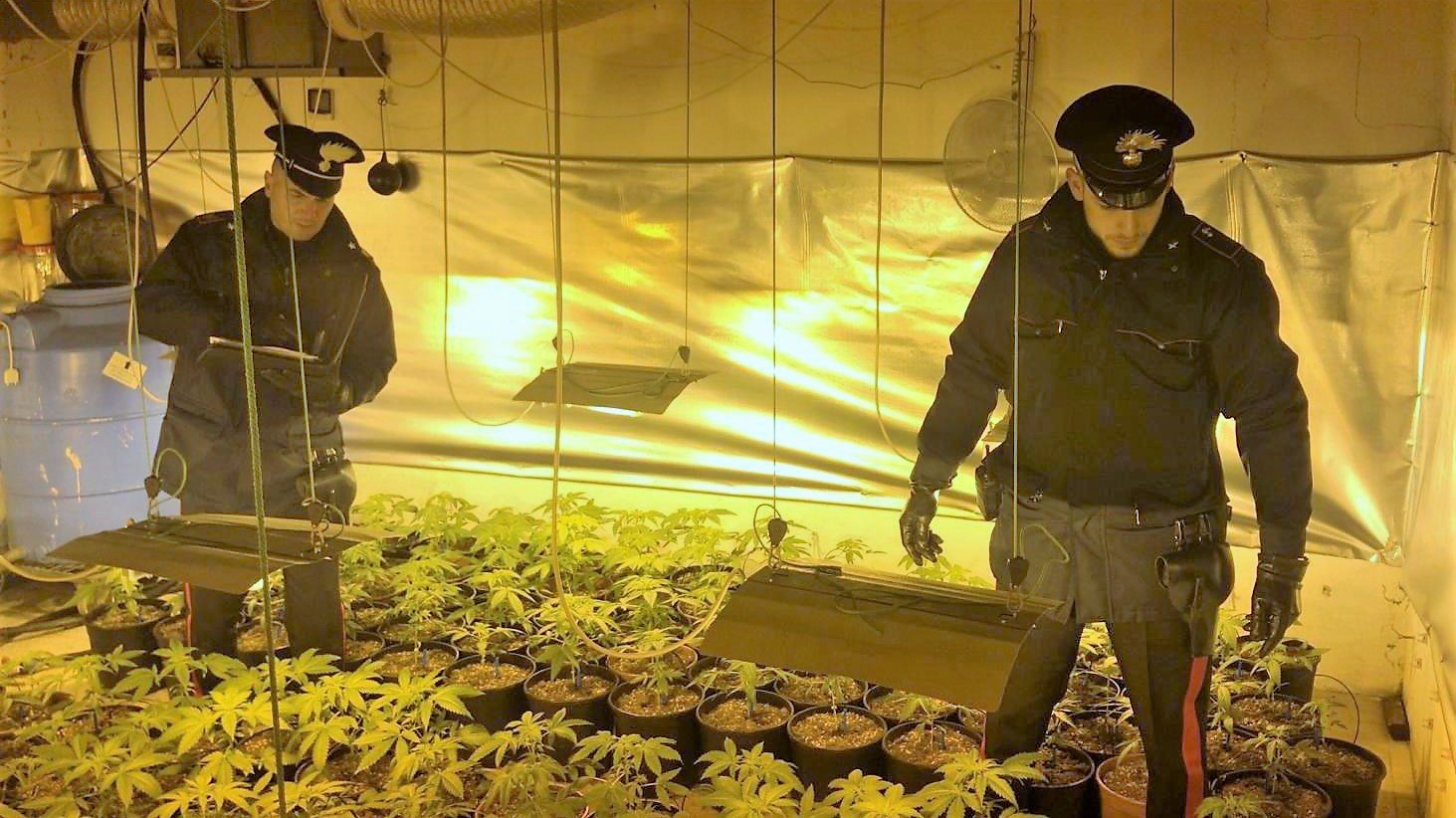 In casa serra con tecnologia luminosa a raggi uva per la coltivazione di marijuana: arrestato