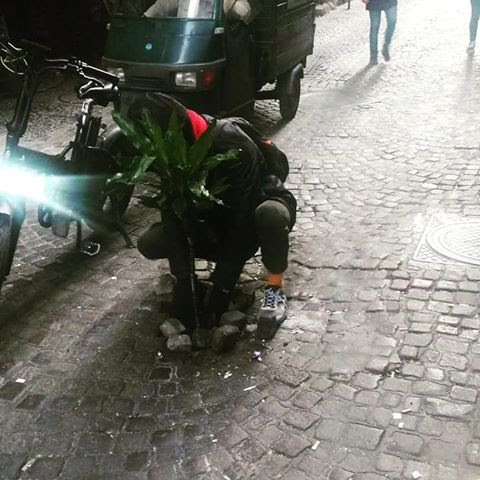 Napoli, piante sistemate nelle buche stradali al centro storico. Verdi: “Situazione surreale’