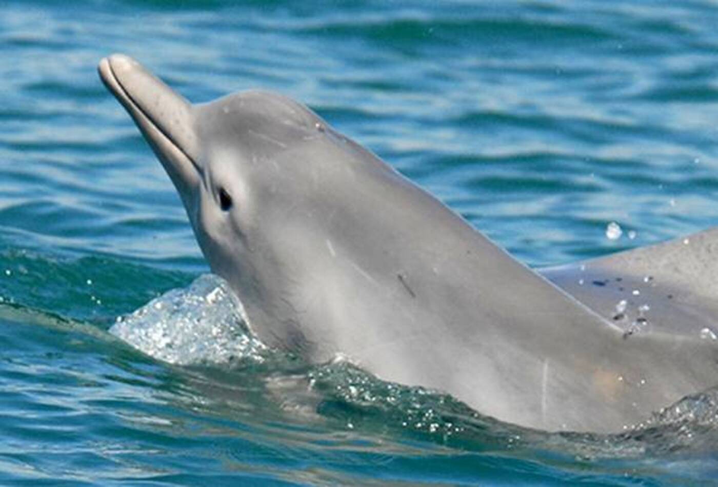 La Guardia Costiera e i Vigili del Fuoco di Salerno salvano un delfino spiaggiato sul Lungomare Colombo