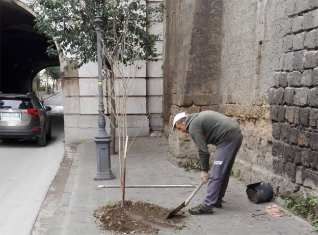 Caserta, Cittadinanza Attiva ripianta alberi in tutta la città