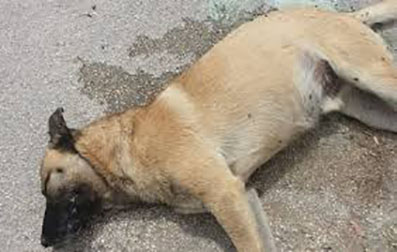 strage di cani in irpinia: indagano i carabinieri