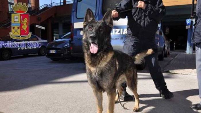 Cani anti-droga impazziti aveva addosso cocaina, eroina e marijuana: arrestato dopo inseguimento