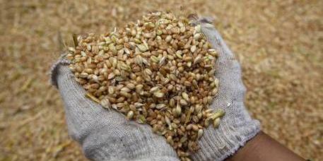 Benevento, piccioni e topi nel deposito: sequestrati 45mila quintali di grano