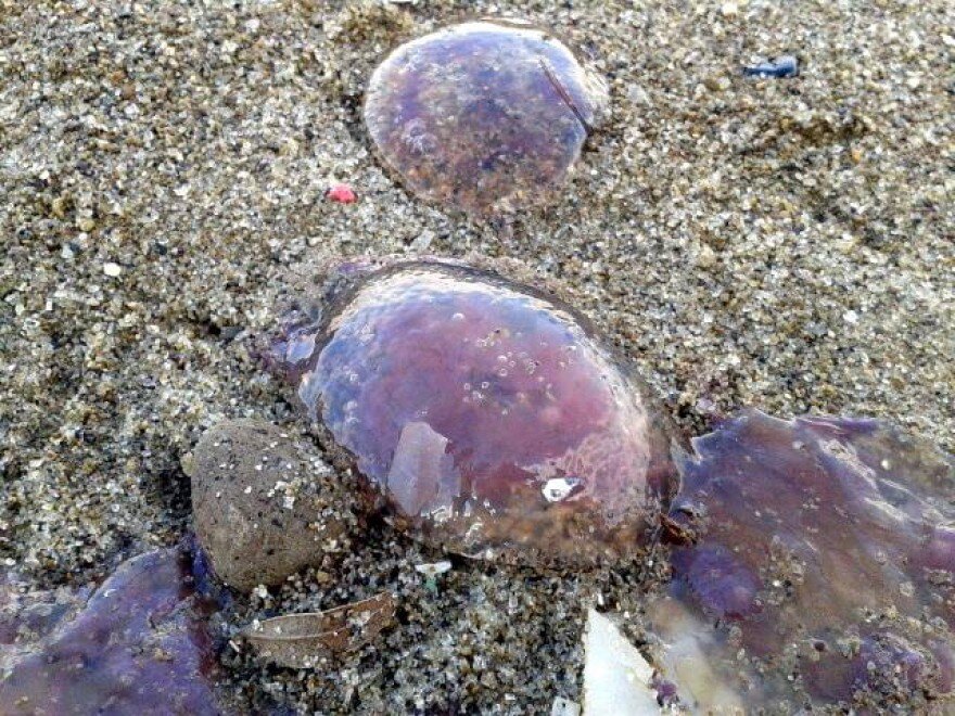 Effetto caldo: migliaia di meduse spiaggiate a Ischia