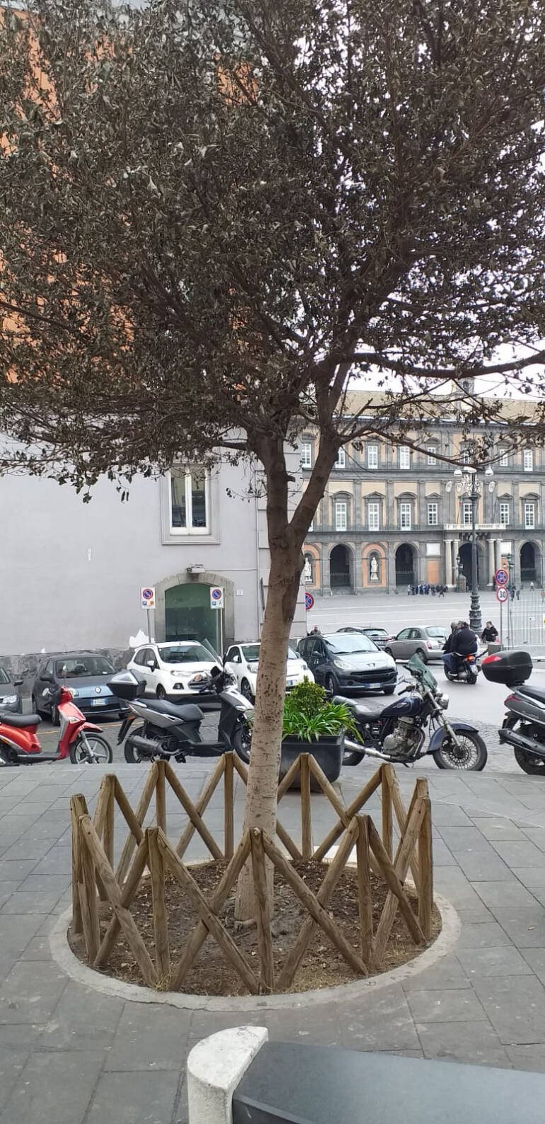 Acido sull’albero intitolato ad Enzo Cannavale in piazzetta Carolina. Il figlio: “Grande dispiacere, spero che gesti del genere non si ripetano”. Verdi: “Violata la memoria di un grande artista”