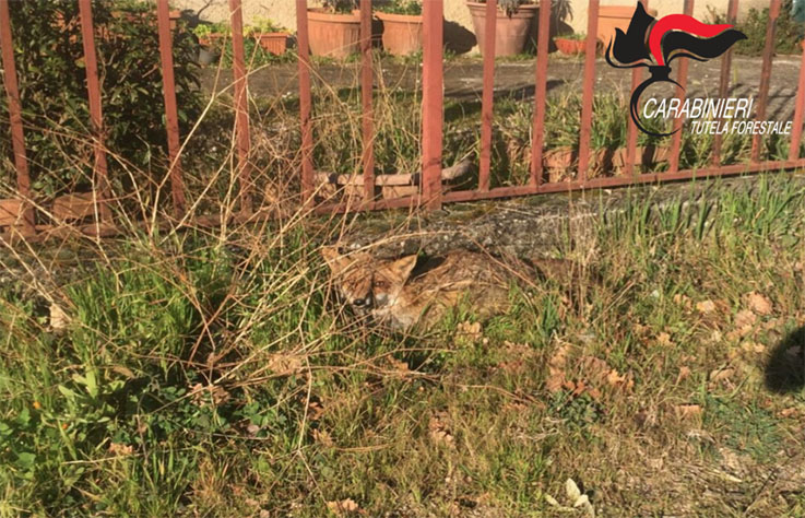 I carabinieri forestali salvano un esemplare di volpe rossa ferita nel Salerntitano