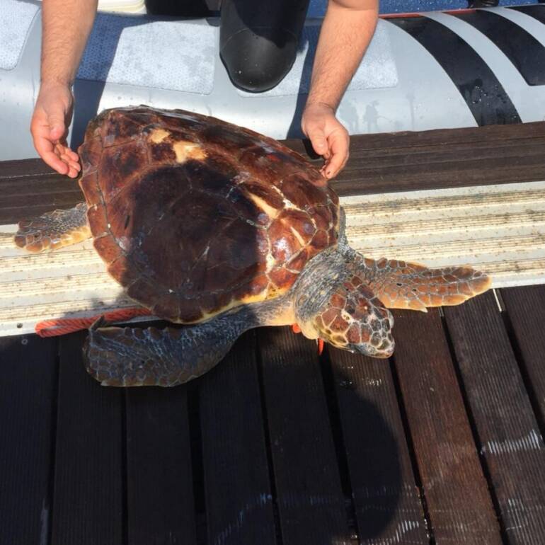 Caretta Caretta intrappolata in una retina di plastica salvata da un diportista nel porto di Forio