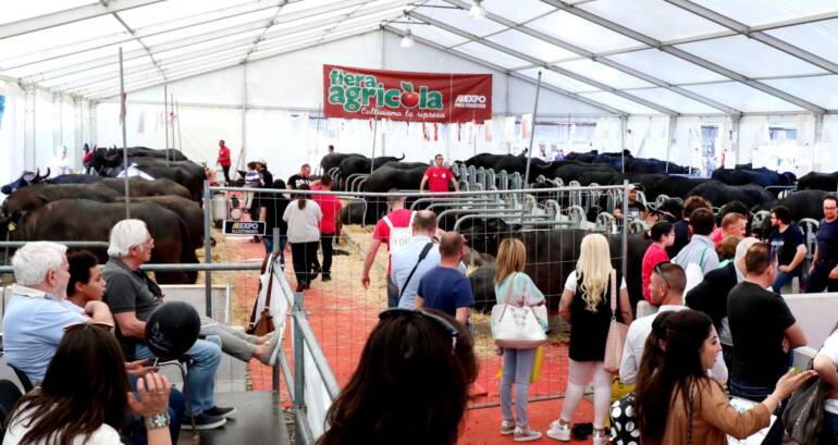 La Bufala protagonista a Fiera Agricola, ma si agita lo spettro degli allevatori che protestano contro l’abbattimento di 9.000 capi causa brucellosi