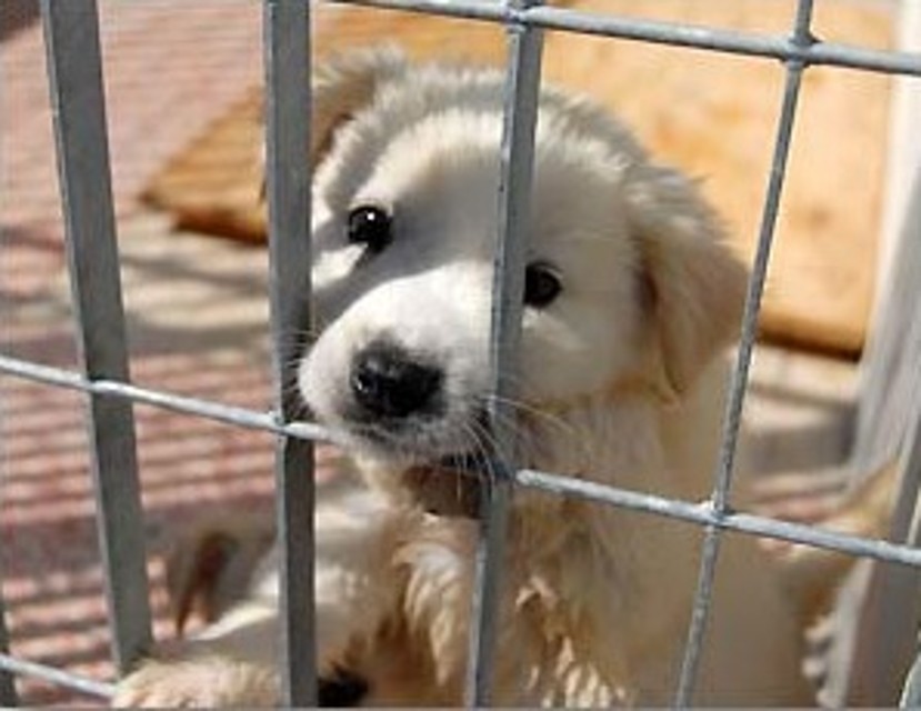 Ordinanza di chiusura per un canile abusivo a Pontecagnano: 40 cani in pessime condizioni